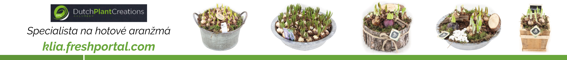 dutch plant